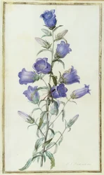 Campanula: Medium (Campanilla de Canterbury) 1787